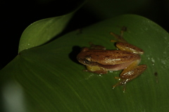 Dendropsophus sanborni