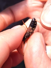 Staphylinus dimidiaticornis