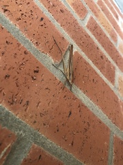 Neoconocephalus triops