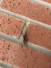 Neoconocephalus triops
