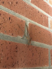 Neoconocephalus triops