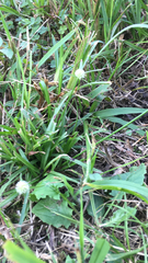 Cyperus sesquiflorus sesquiflorus