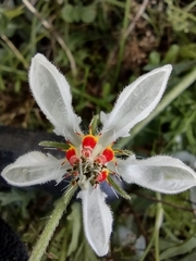 Blumenbachia insignis