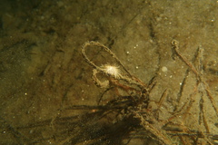 Lytechinus anamesus image