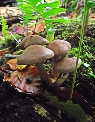Cortinarius anomalus