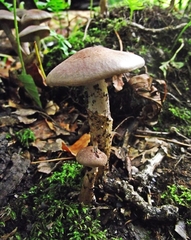 Cortinarius anomalus