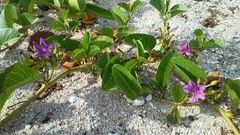 Ipomoea pes-caprae