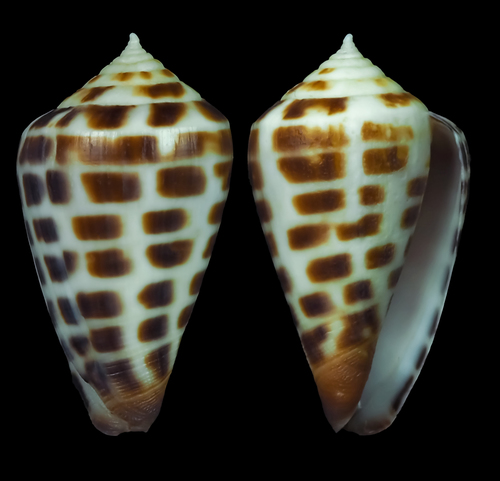 Bairstow's Cone (Conus bairstowi) · iNaturalist