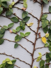Ficus pumila