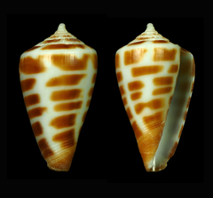 Conus bairstowi