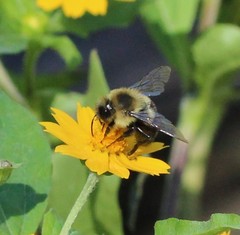 Bombus impatiens
