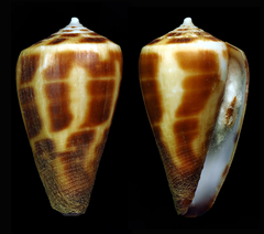 Conus bairstowi