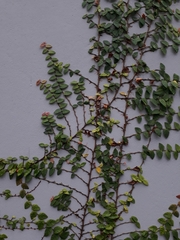 Ficus pumila