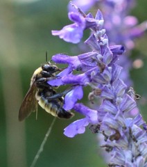 Bombus pensylvanicus