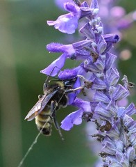 Bombus pensylvanicus