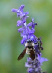 Bombus pensylvanicus