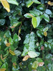 Ficus pumila