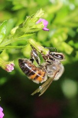 Apis mellifera