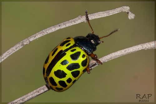 Calligrapha polyspila
