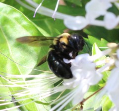 Xylocopa virginica