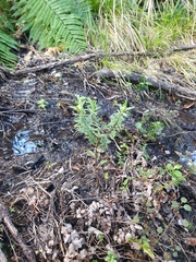 Pimelea tomentosa