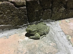 Bufotes viridis balearicus