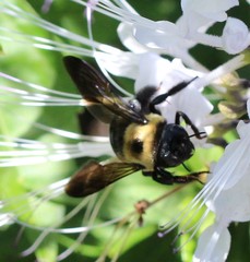 Xylocopa virginica