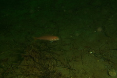 Caulolatilus princeps