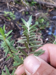 Pimelea tomentosa