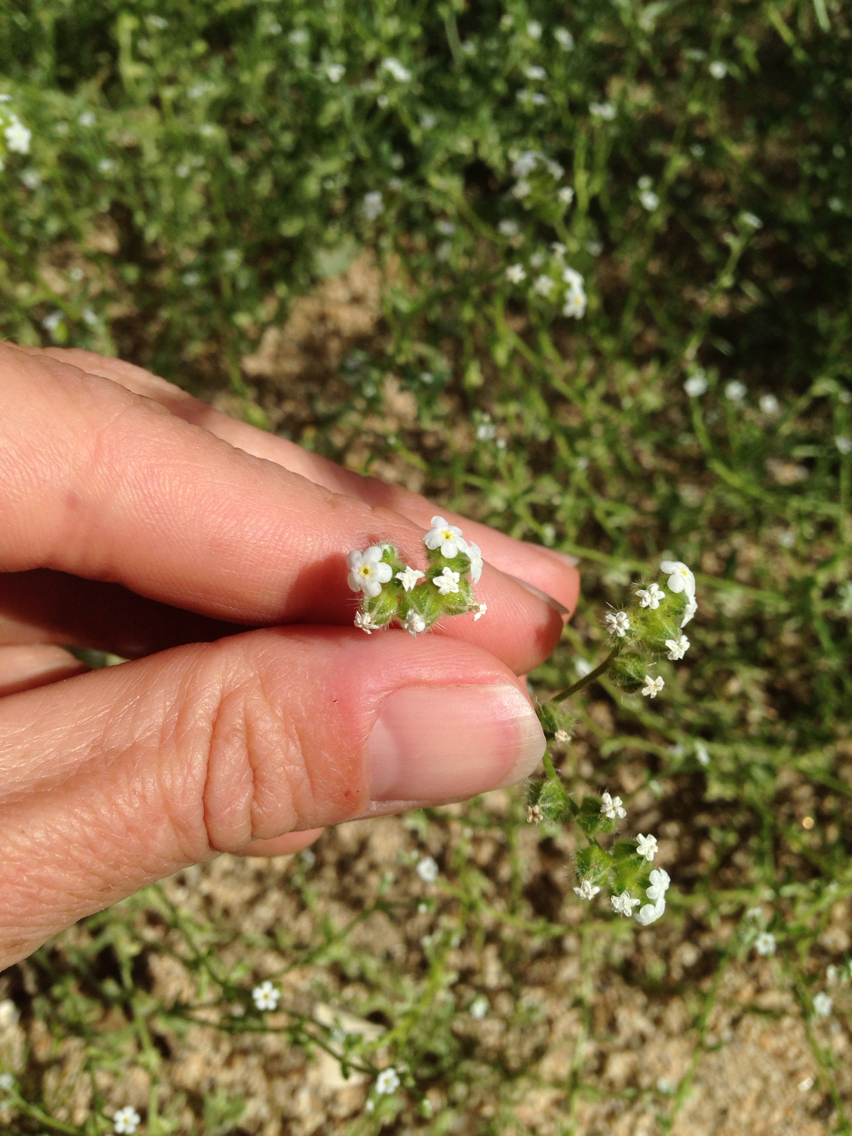 Cryptantha pterocarya var. pterocarya