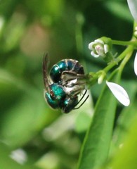 Augochloropsis metallica