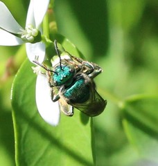 Augochloropsis metallica