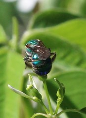 Augochloropsis metallica