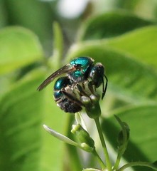 Augochloropsis metallica