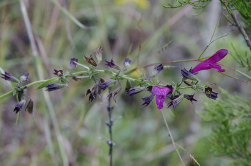 Image of Salvia pentstemonoides by (c) Eric Knight, some rights reserved (CC BY)