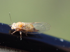 Cacopsylla curta