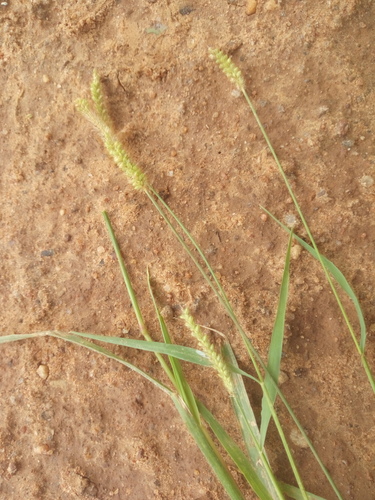 yellow foxtail