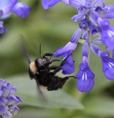 Bombus pensylvanicus