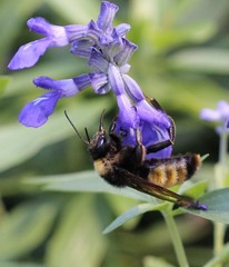 Bombus pensylvanicus