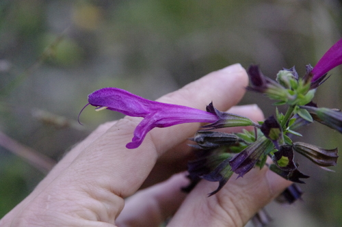 Image of Salvia pentstemonoides by (c) Eric Knight, some rights reserved (CC BY)