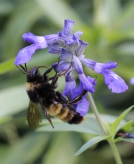 Bombus pensylvanicus