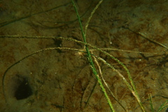 Lytechinus anamesus image