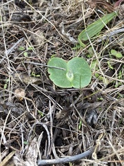 Lupinus densiflorus densiflorus