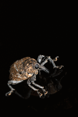 Marshallius rusticus