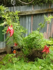 Clianthus maximus
