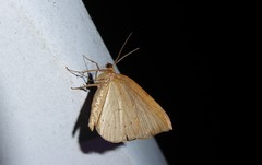 Sestra humeraria