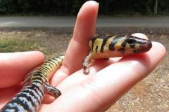 Lygosoma haroldyoungi
