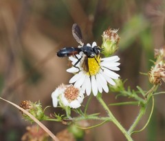 Cylindromyia interrupta