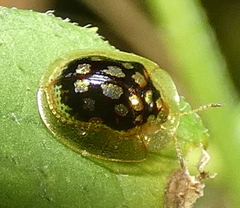 Plagiometriona microcera