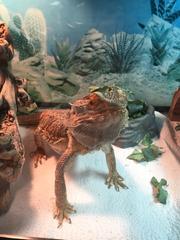 Pogona